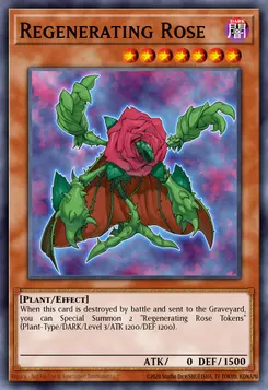 Regenerating Rose