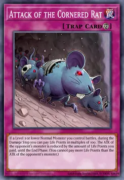 Attack of the Cornered Rat